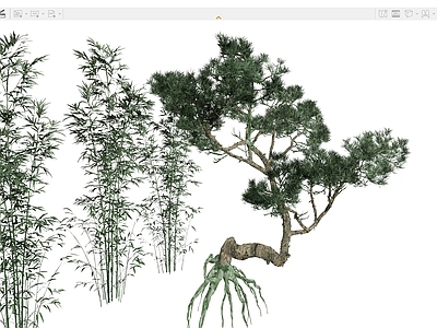 植物组合 松树户外树 罗汉松竹子