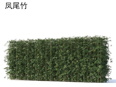 竹子 凤尾竹 植物类