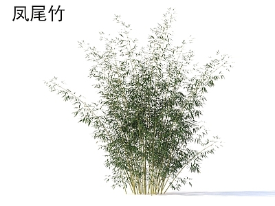 竹子 凤尾竹 植物类