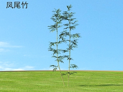 竹子 凤尾竹 植物类