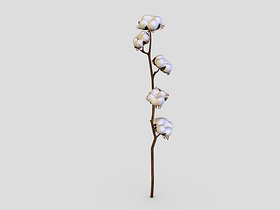 农作物 棉花 卡通棉花 棉花枝 棉花树 农产品