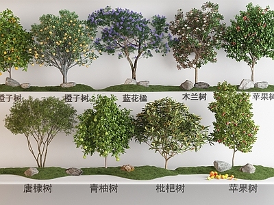 景观树 现代花果树植物组 青柚树苹果树 蓝花楹唐棣树 枇杷树橙子树 木兰树花果树