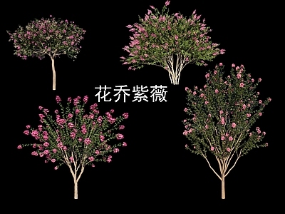 乔木 紫薇 紫薇树 花乔 行道树 花树