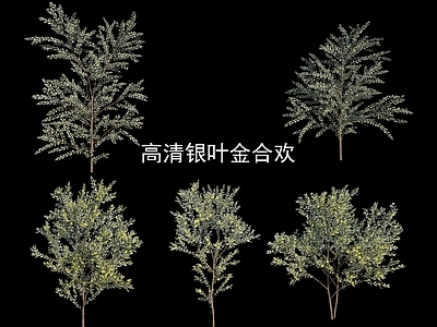 乔木 银叶金合欢 小乔 丛生小乔 灌木 开花植物