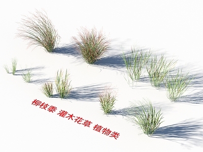 花草组合 柳枝黍 灌木花草