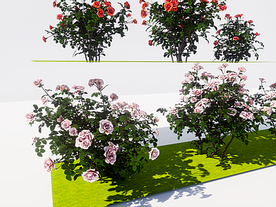 花草 月季花
