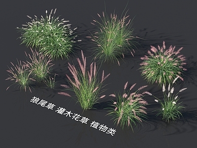 花草组合 狼尾草 灌木花草