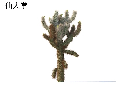 其他树木 仙人掌 植物类