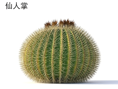 其他树木 仙人掌 植物类