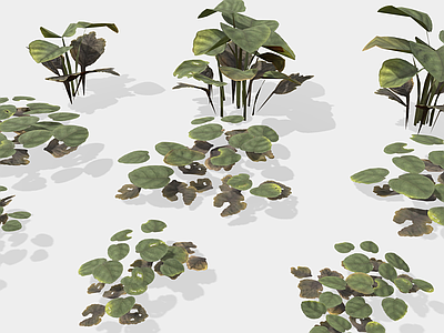 其他绿植 芋头植物 绿叶 芋头叶 树叶 卡通树叶
