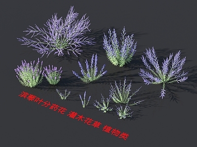 花草组合 灌木花草 植物类