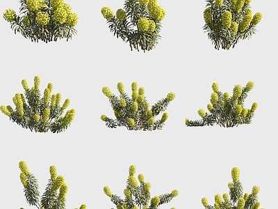 花草组合 常绿大戟