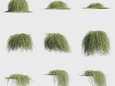 花草组合 粗枝木麻黄