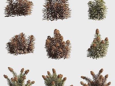 花草组合 大戟属黑鸟