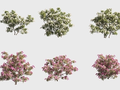 花草组合 马醉木