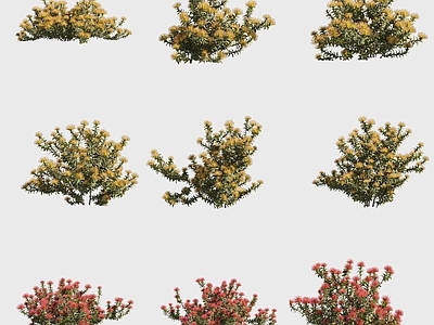 花草组合 针垫花