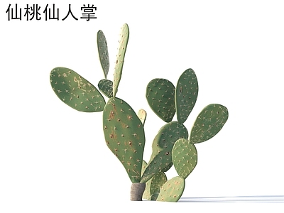 其他绿植 仙桃仙人掌 植物