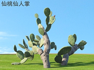 其他树木 仙桃仙人掌 植物