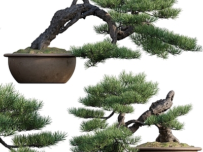 其他绿植