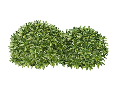 其他绿植 绿色植物 叶子 灌木球