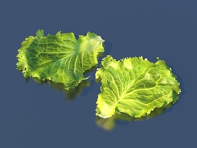 酒水食物 生菜 蔬菜 菜叶