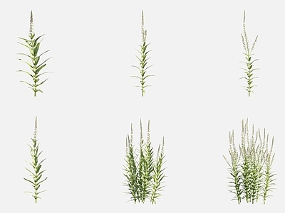 花草组合 柳叶珍珠菜