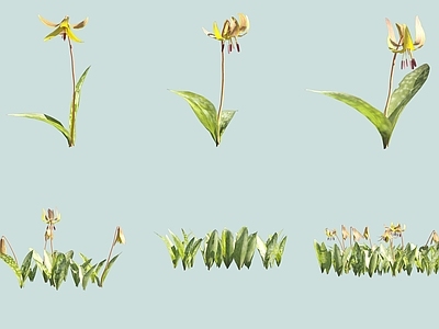 花草组合 美洲猪牙花