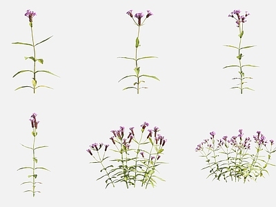 花草组合 细长马鞭草