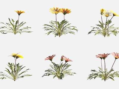 花草组合 勋章菊 非洲太阳花