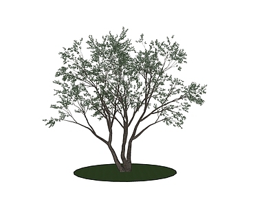 乔木 树 行道树 树池乔木 丛生大乔木 伞状树