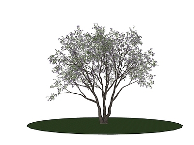 乔木 景观树 行道树 树池乔木 蓝花楹 丛生乔木