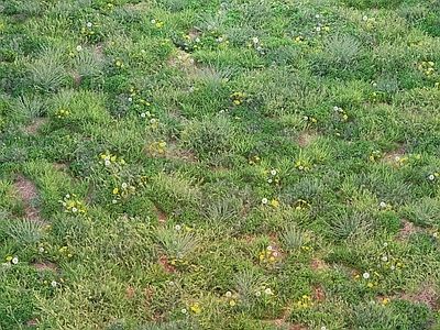 草