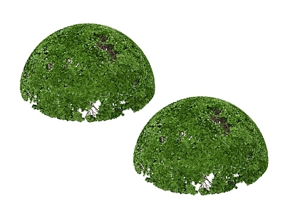 其他绿植 绿色植物 树 灌木球