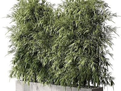 其他绿植
