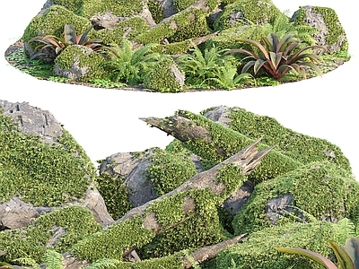 其他绿植