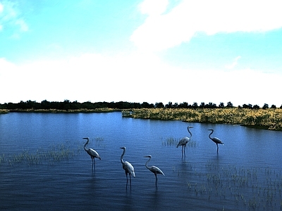 现代乡村景观 湿地