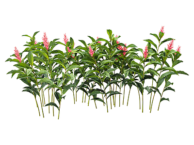 花草组合 花草 花卉 植物 灌木 茅草