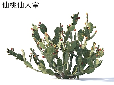 灌木 仙桃仙人掌 植物