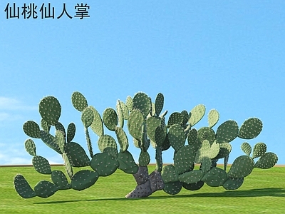 灌木 仙桃仙人掌 植物