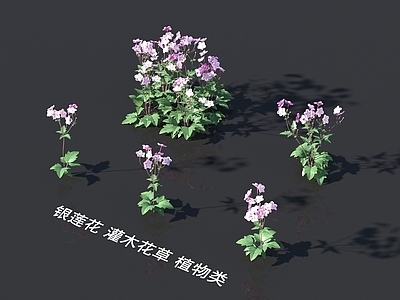 花草组合 银莲花 灌木花草