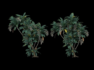 花草组合 植物