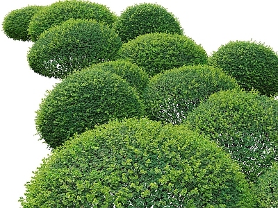 灌木