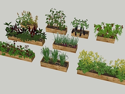 农作物 草莓 朝天椒 大葱 油菜花 西红柿