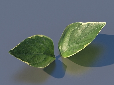 其他树木 蔬菜 菜叶 树叶