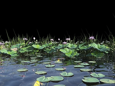 现代新中式水景 生态鱼池 水池 荷花池 观赏锦鲤池 水塘 水潭 荷花 水草