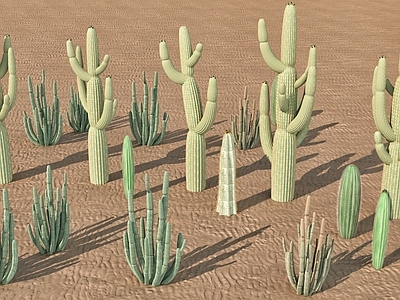 其他绿植 仙人掌多肉植物 热带沙漠荒漠绿植