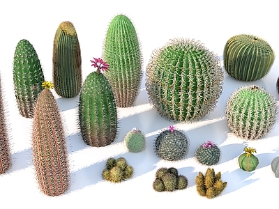 其他绿植 热带沙漠荒漠 仙人掌多肉植物