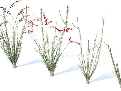 其他绿植 热带沙漠植物 荒漠