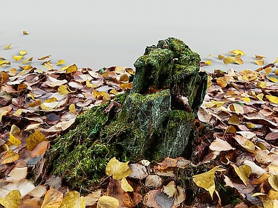 其他绿植 枫叶 落叶 假山 苔藓 树桩