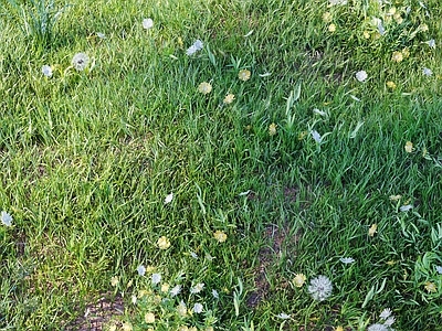 草坪 花草 野草 草坪 草地 户外